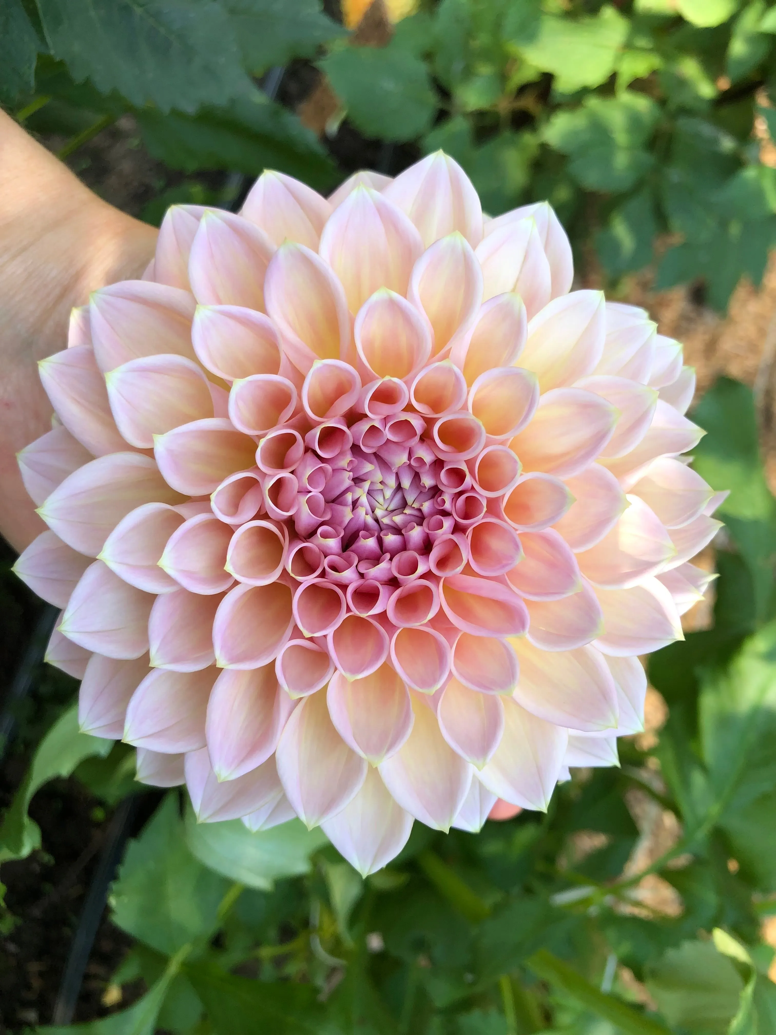 Castle Drive - Dahlia Tuber