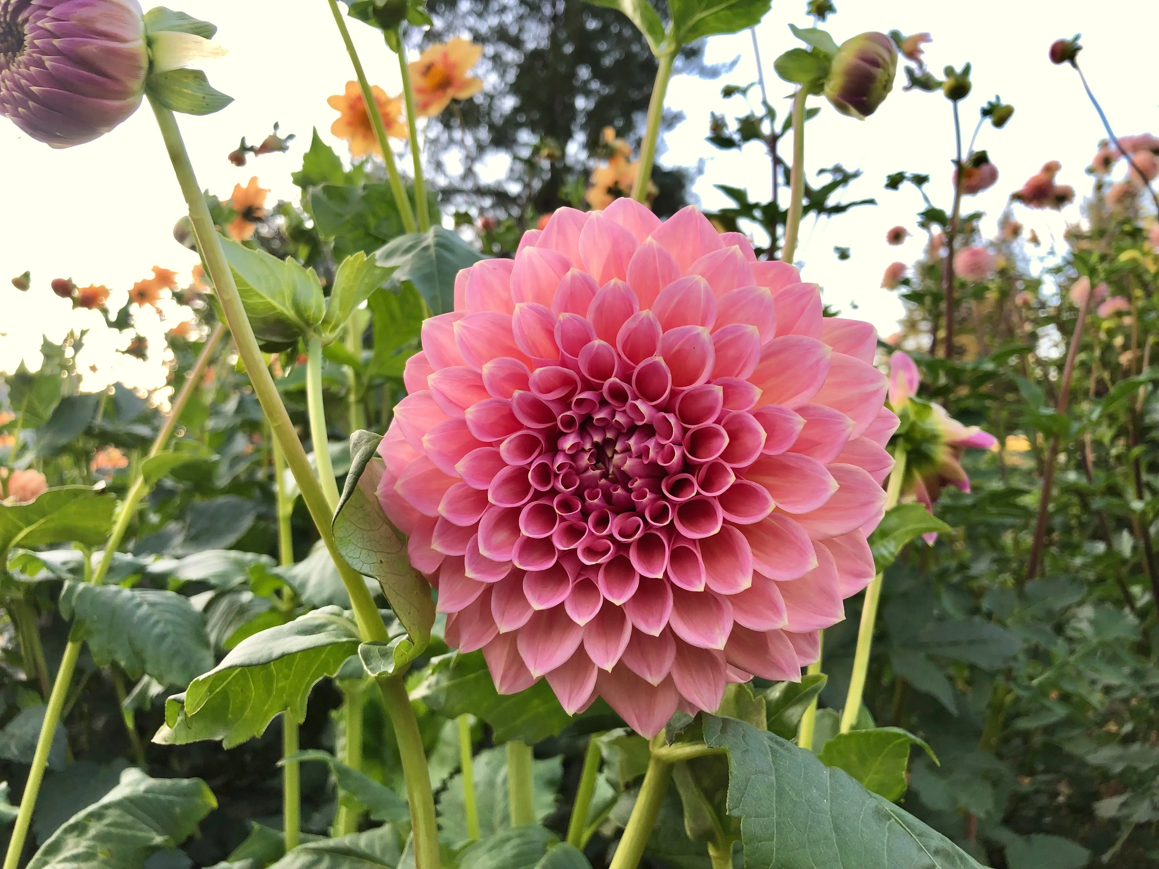 Castle Drive - Dahlia Tuber