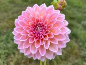 Castle Drive - Dahlia Tuber