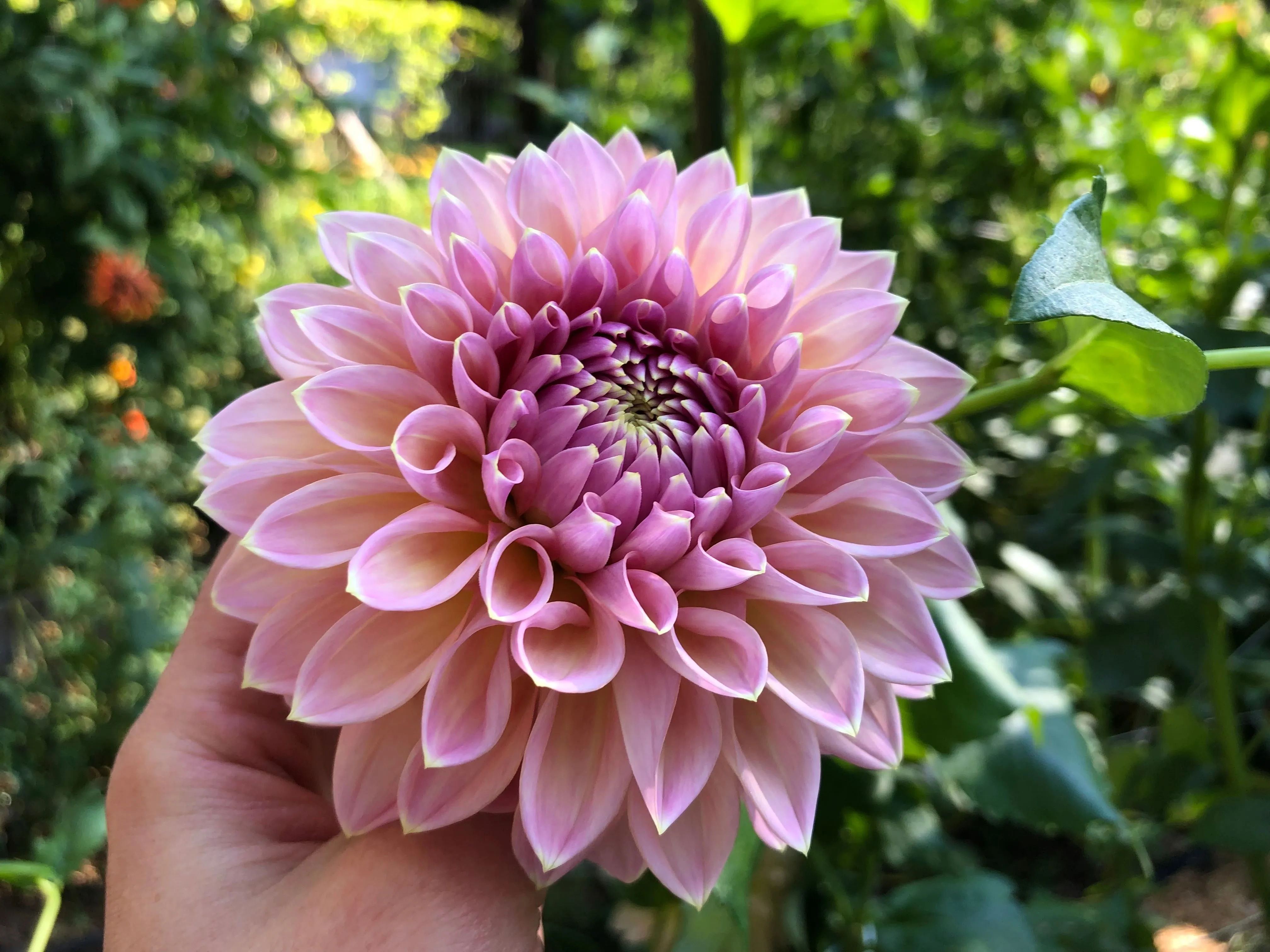 Castle Drive - Dahlia Tuber