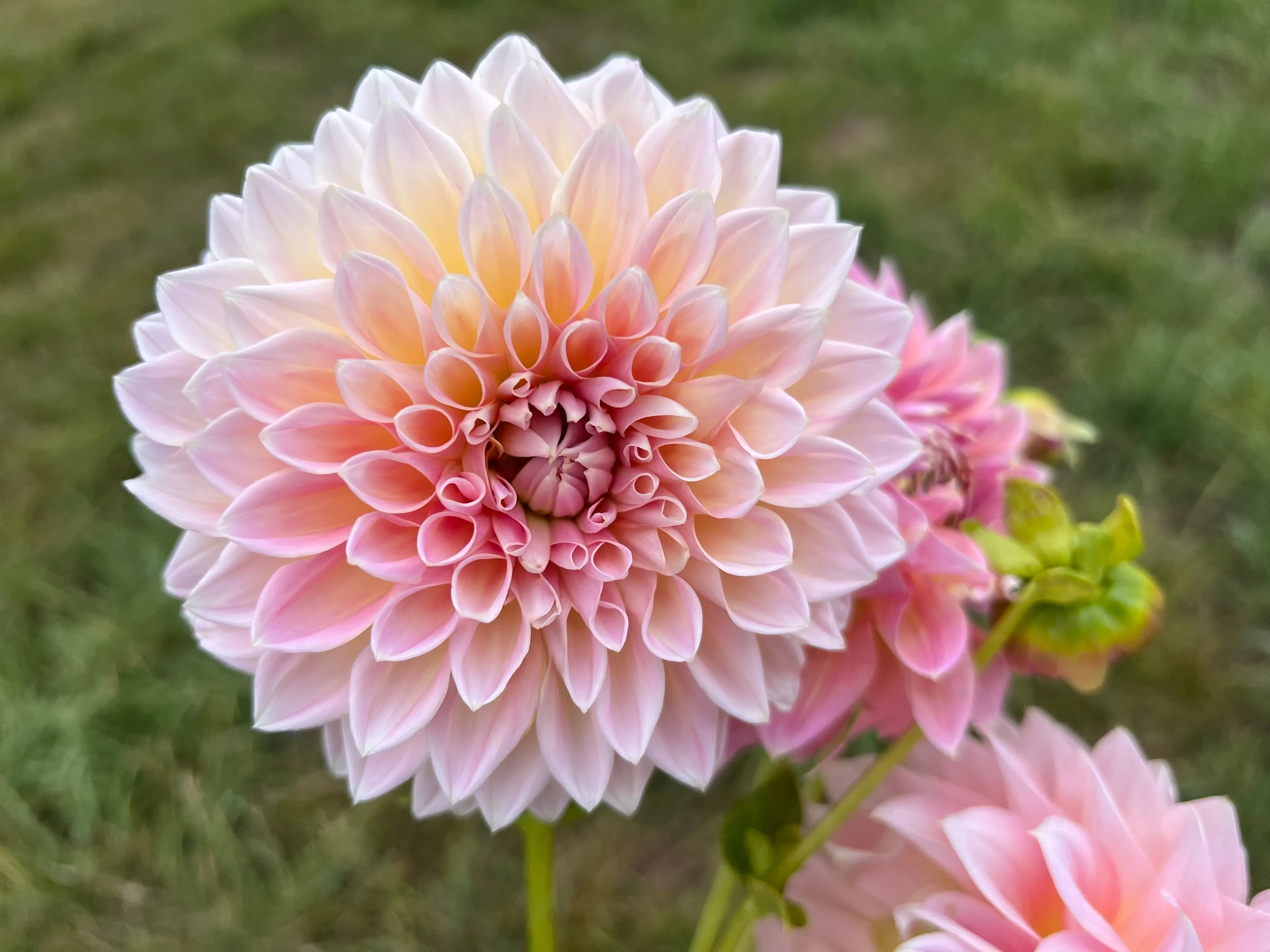 Castle Drive - Dahlia Tuber