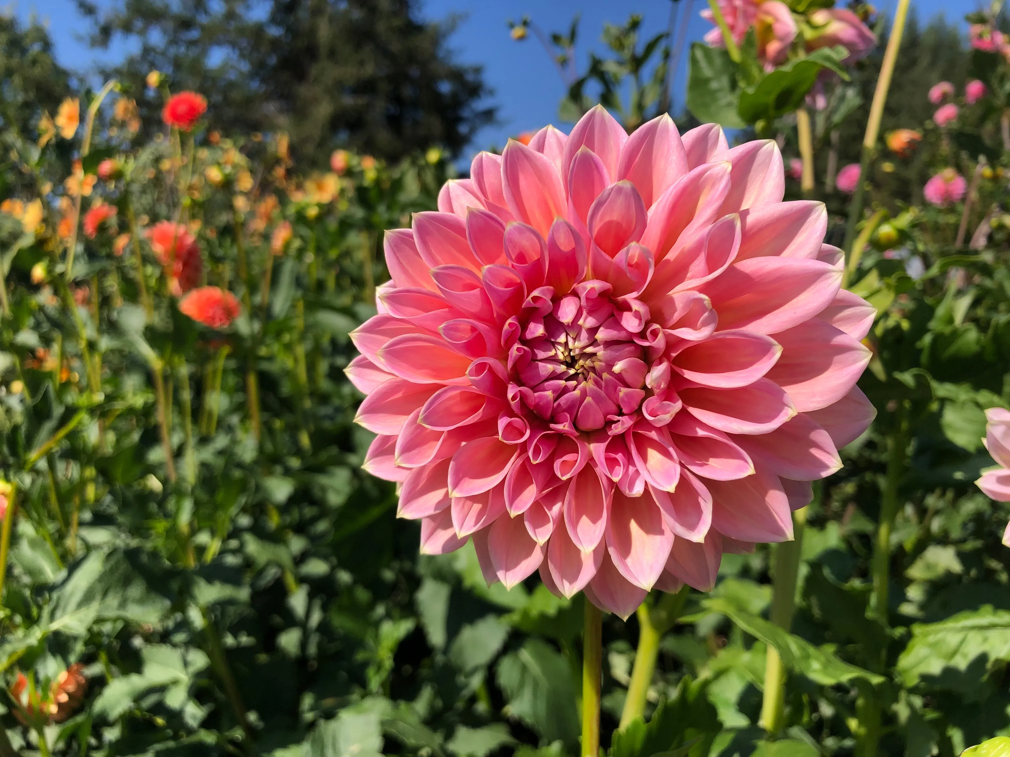 Castle Drive - Dahlia Tuber
