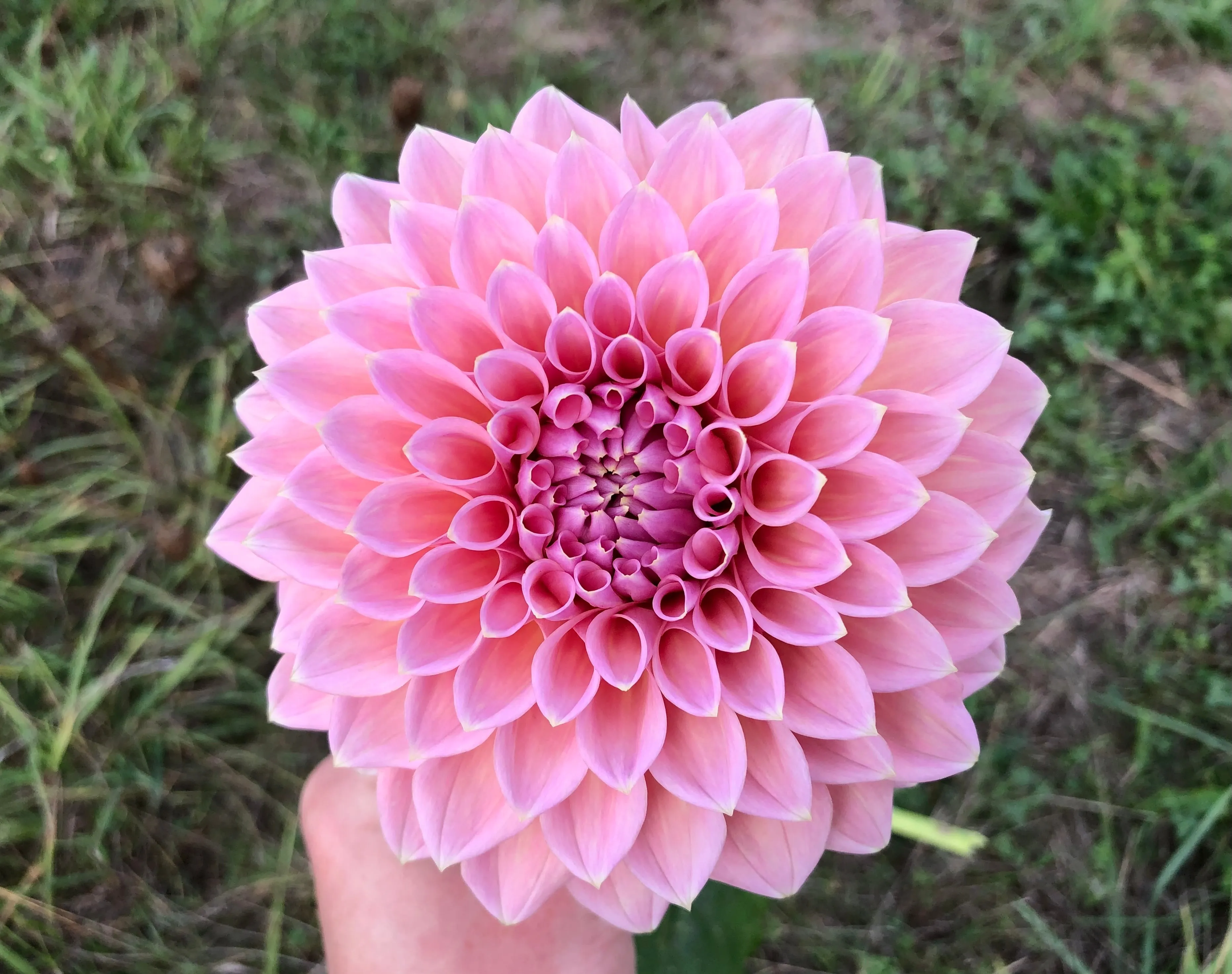 Castle Drive - Dahlia Tuber