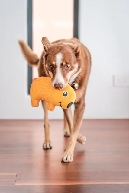Red Dingo Durables Wombat Dog Toy
